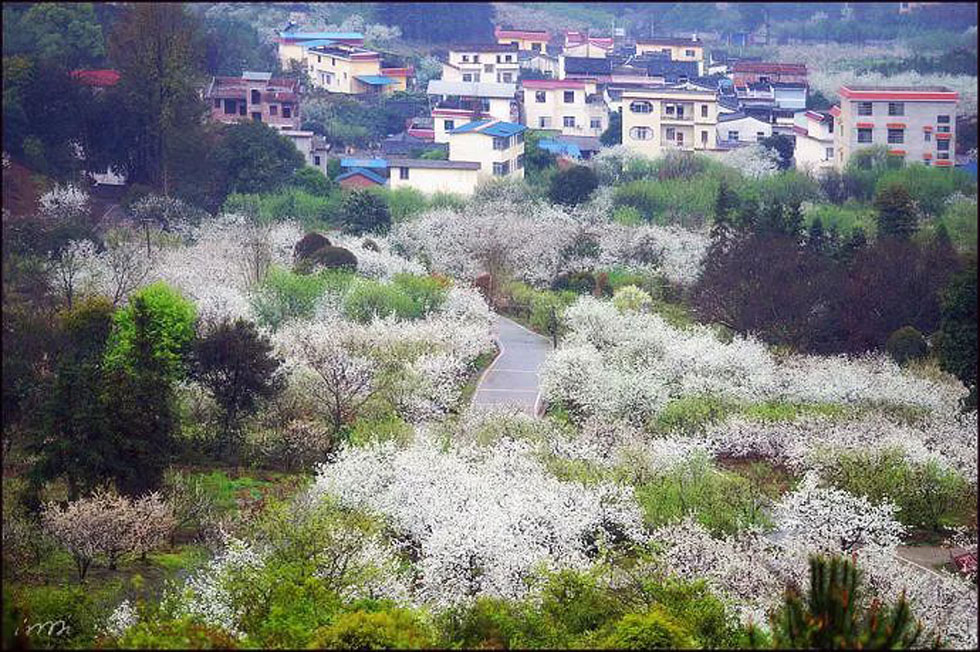 【春天，广西桂林灌阳县向您发出邀请！】我们在灌阳看梨花 - 游山玩水 - 安庆生活社区 - 安庆28生活网 anqing.28life.com