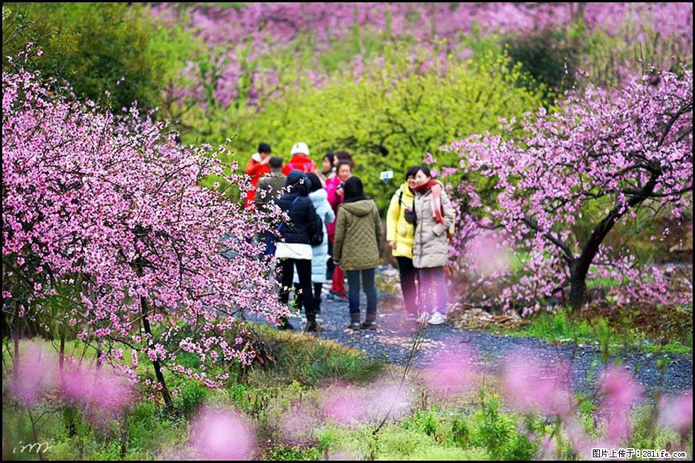 【春天，广西桂林灌阳县向您发出邀请！】官庄村有个醉美的桃花园 - 游山玩水 - 安庆生活社区 - 安庆28生活网 anqing.28life.com