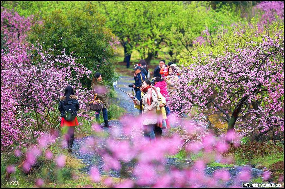 【春天，广西桂林灌阳县向您发出邀请！】官庄村有个醉美的桃花园 - 游山玩水 - 安庆生活社区 - 安庆28生活网 anqing.28life.com