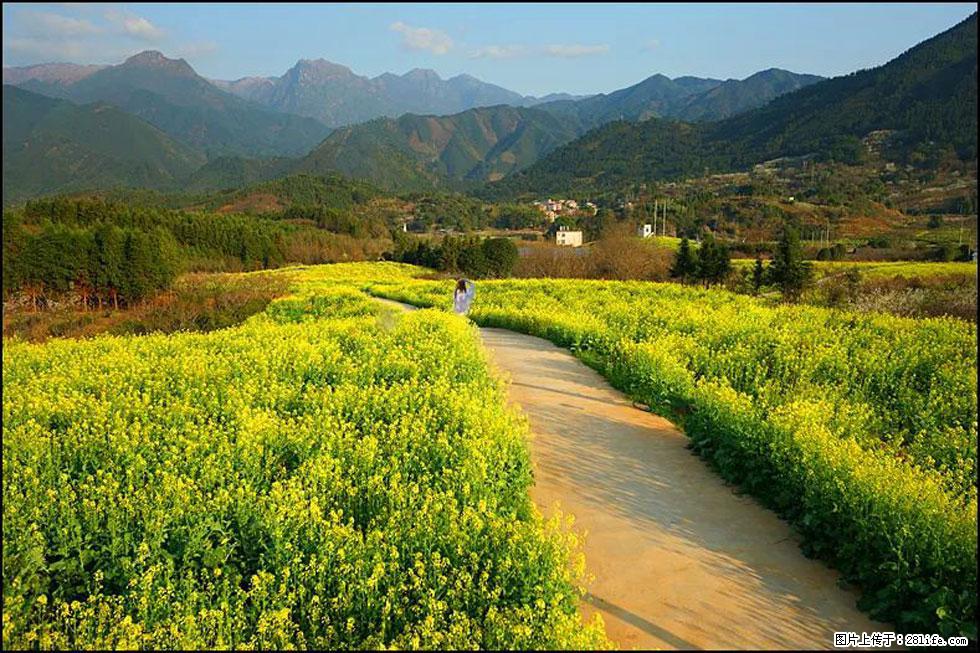 【春天,广西桂林灌阳县向您发出邀请!】长坪村油菜盛情花开 - 游山玩水 - 安庆生活社区 - 安庆28生活网 anqing.28life.com