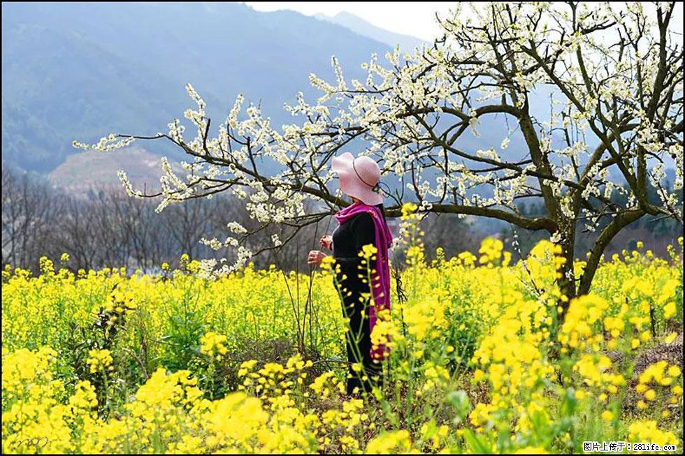 【春天,广西桂林灌阳县向您发出邀请!】长坪村油菜盛情花开 - 游山玩水 - 安庆生活社区 - 安庆28生活网 anqing.28life.com
