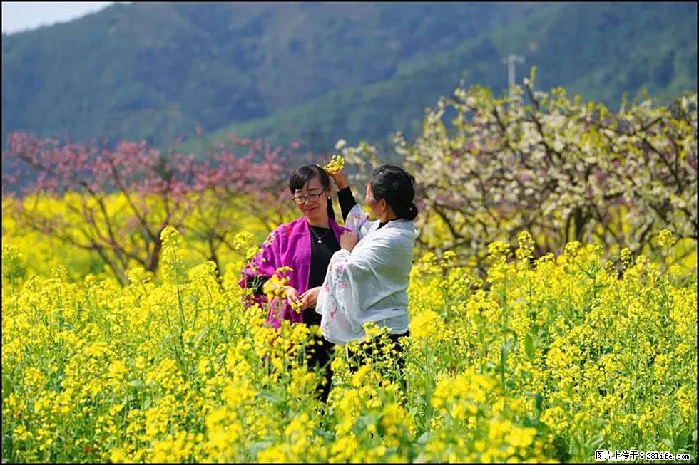 【春天,广西桂林灌阳县向您发出邀请!】长坪村油菜盛情花开 - 游山玩水 - 安庆生活社区 - 安庆28生活网 anqing.28life.com