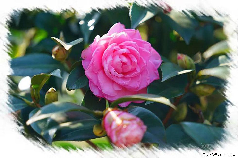 【春天,广西桂林灌阳县向您发出邀请!】杨柳井茶花惹人爱 - 游山玩水 - 安庆生活社区 - 安庆28生活网 anqing.28life.com