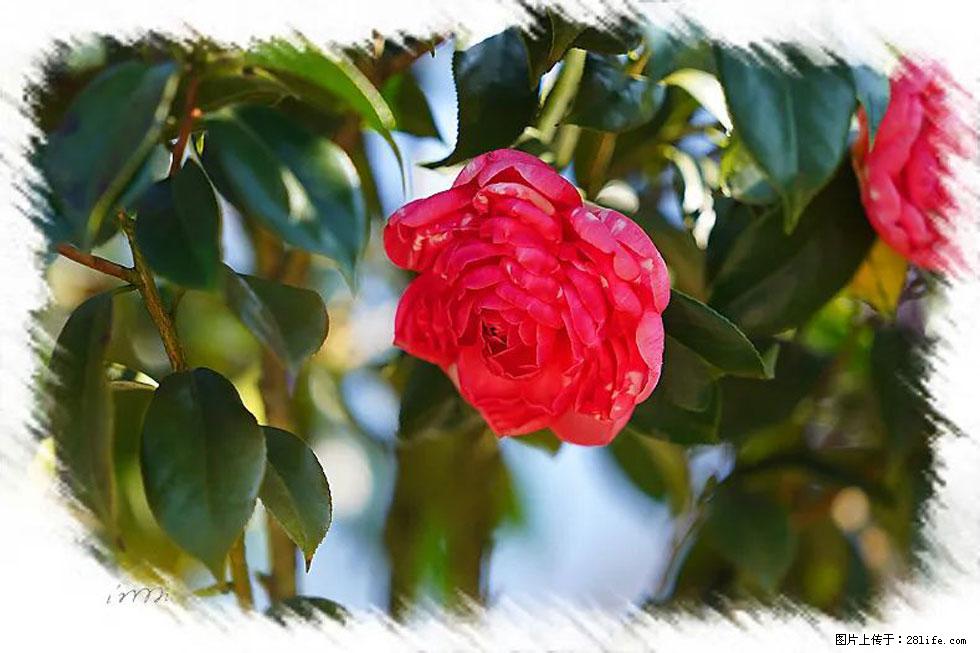 【春天,广西桂林灌阳县向您发出邀请!】杨柳井茶花惹人爱 - 游山玩水 - 安庆生活社区 - 安庆28生活网 anqing.28life.com