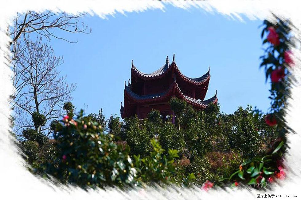 【春天,广西桂林灌阳县向您发出邀请!】杨柳井茶花惹人爱 - 游山玩水 - 安庆生活社区 - 安庆28生活网 anqing.28life.com