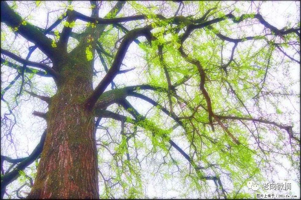 【春天,广西桂林灌阳县向您发出邀请!】在小龙村与春天约会 - 游山玩水 - 安庆生活社区 - 安庆28生活网 anqing.28life.com