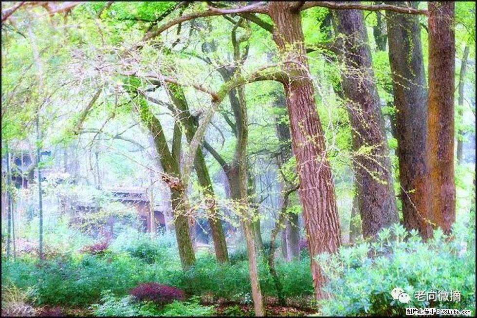 【春天,广西桂林灌阳县向您发出邀请!】在小龙村与春天约会 - 游山玩水 - 安庆生活社区 - 安庆28生活网 anqing.28life.com