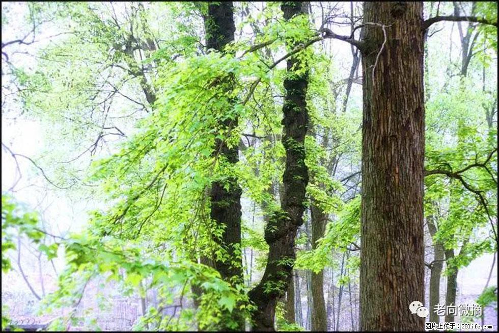 【春天,广西桂林灌阳县向您发出邀请!】在小龙村与春天约会 - 游山玩水 - 安庆生活社区 - 安庆28生活网 anqing.28life.com