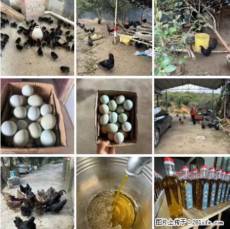油茶园从小鸡仔开始养起的纯土鸡、土鸡蛋可以预定啦!还有前几天刚榨的纯山茶油哦 - 土特产 - 饮食特产 - 安庆分类信息 - 安庆28生活网 anqing.28life.com