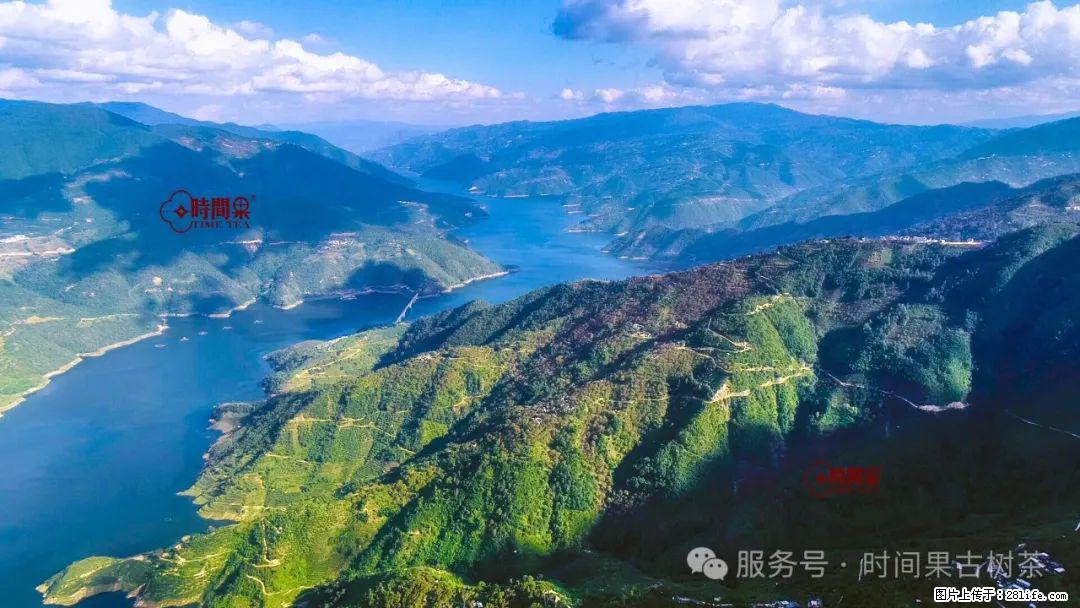 时间果百年古树龙珠普洱生茶 - 购物交流 - 安庆生活社区 - 安庆28生活网 anqing.28life.com