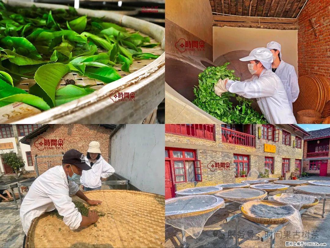 时间果百年古树龙珠普洱生茶 - 购物交流 - 安庆生活社区 - 安庆28生活网 anqing.28life.com