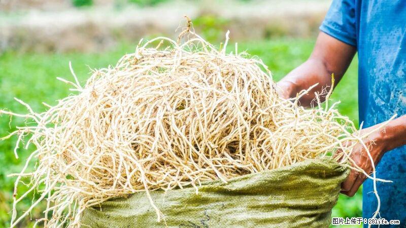 堪称“最难吃”的蔬菜，却是 “抗辐射神器”，还能护肺、清热、止咳化痰！ - 安庆生活资讯 - 安庆28生活网 anqing.28life.com