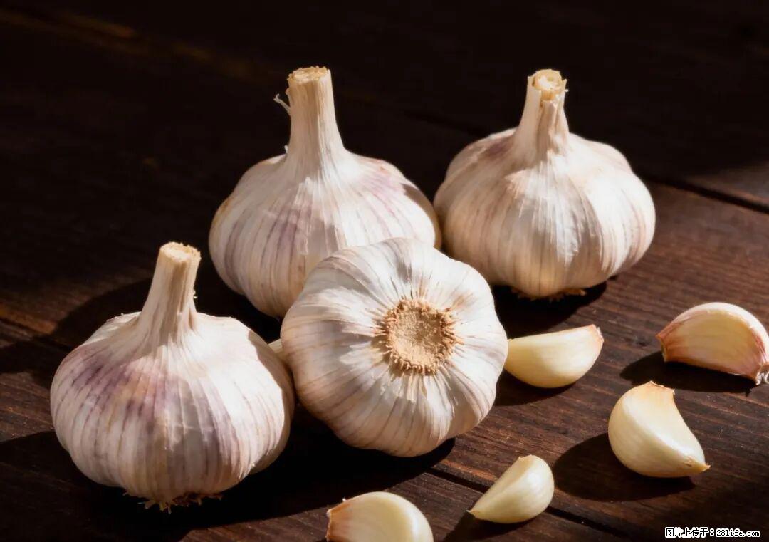 关于大蒜，除了“天然抗生素”，这4个谣言更该警惕! - 安庆生活资讯 - 安庆28生活网 anqing.28life.com