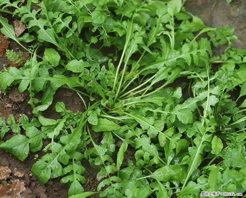 这些蔬菜是“天然钙片”，这6种被医生重点推荐 - 安庆生活资讯 - 安庆28生活网 anqing.28life.com