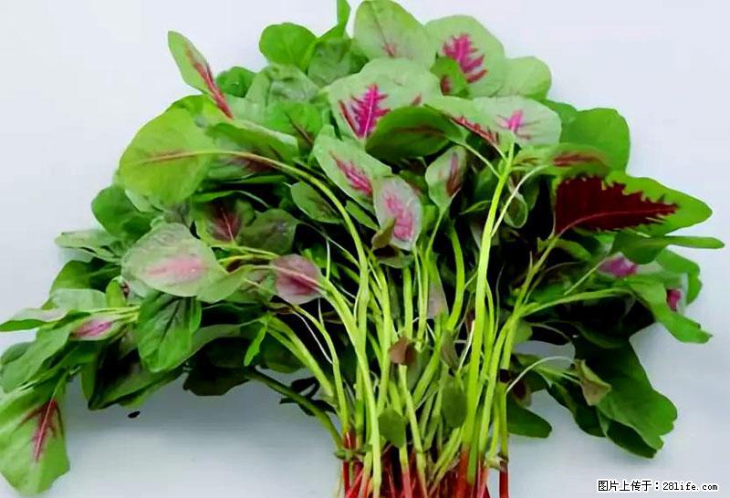 这些蔬菜是“天然钙片”，这6种被医生重点推荐 - 安庆生活资讯 - 安庆28生活网 anqing.28life.com