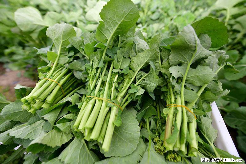 这些蔬菜是“天然钙片”，这6种被医生重点推荐 - 安庆生活资讯 - 安庆28生活网 anqing.28life.com